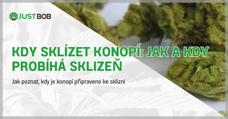 Kdy sklízet konopí: Jak a kdy probíhá sklizeň